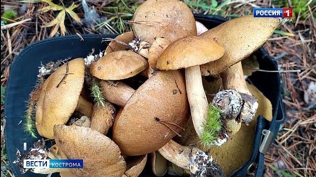 Костромичи собрали последние в этом году грибы 