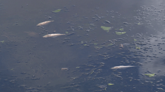 В гибели рыбы в Костроме виноваты водоросли