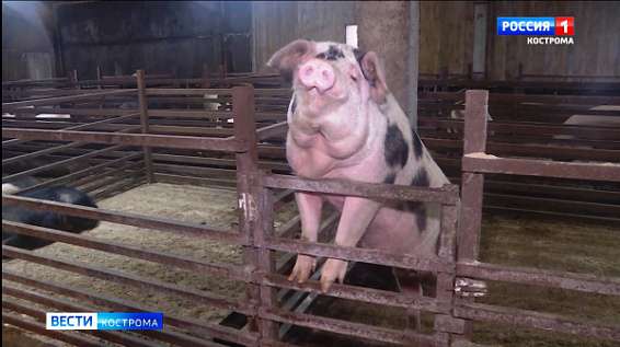 В Костромской области выявлено ещё два очага африканской чумы свиней