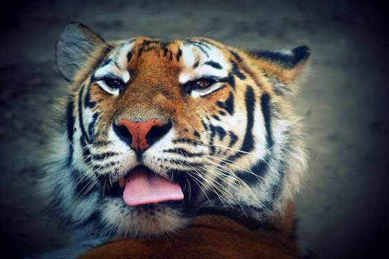 Костромская телевышка на три дня станет оранжевой ради сохранения амурских тигров
