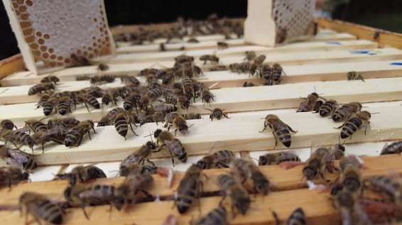 В Костроме открывается III межрегиональный форум пчеловодов
