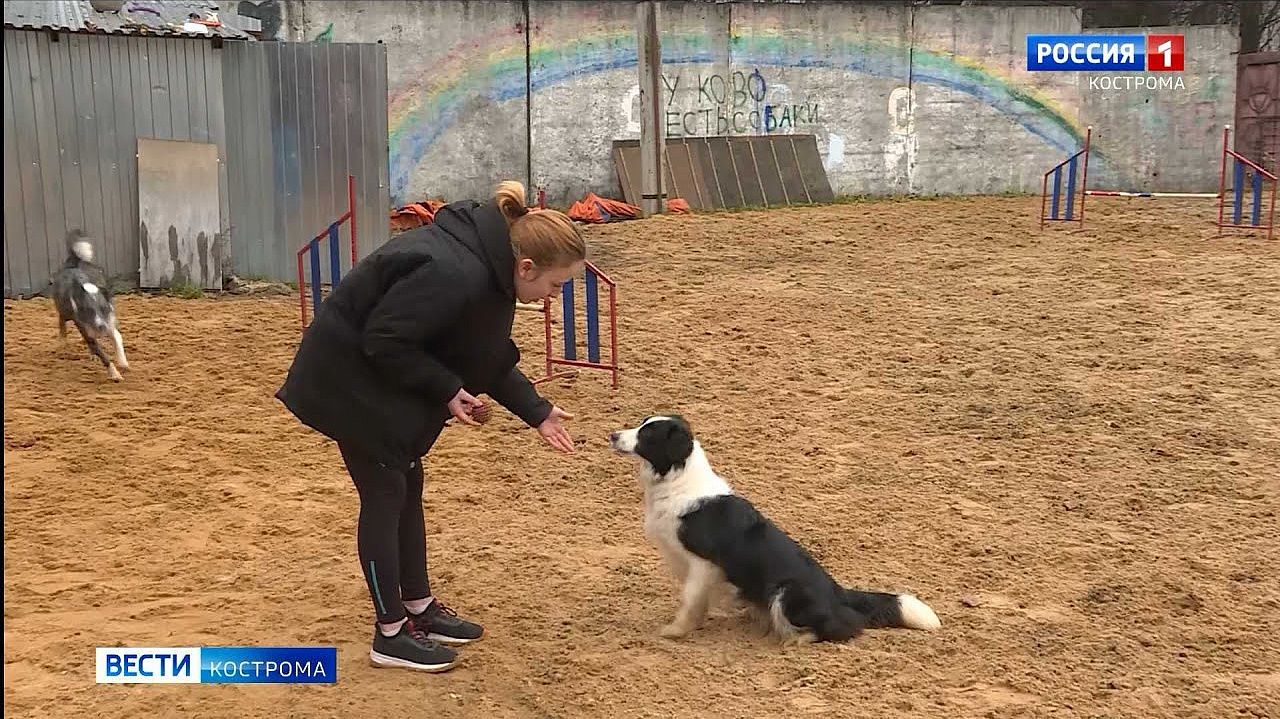 17-летняя костромичка имеет шансы стать чемпионкой мира по аджилити | ГТРК  «Кострома»