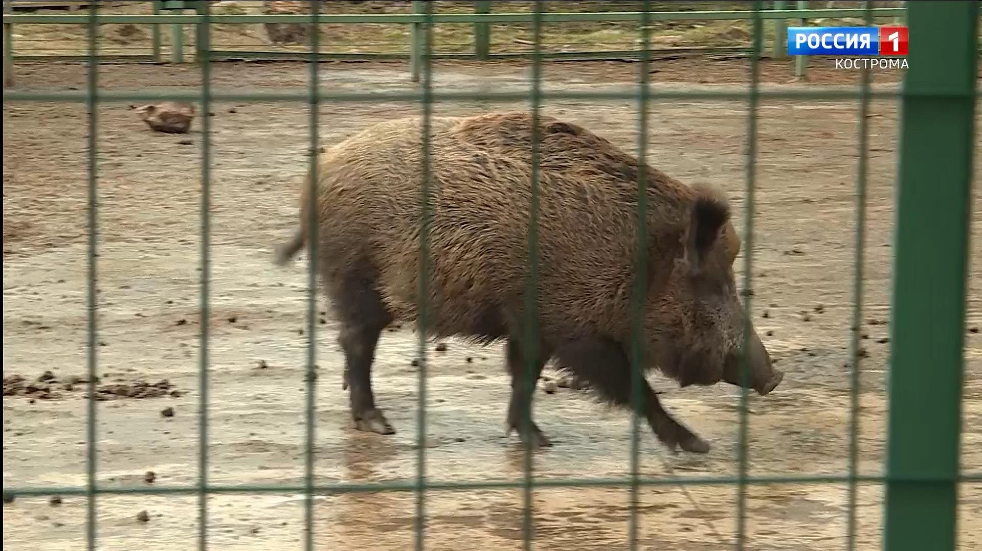 Кабаны в Костромском зоопарке обзавелись в изоляции поросятами