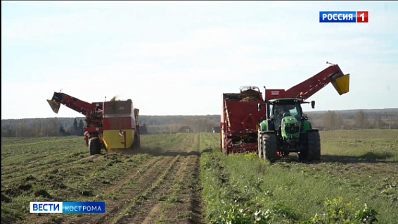 На костромских полях завершается уборка овощей и картофеля