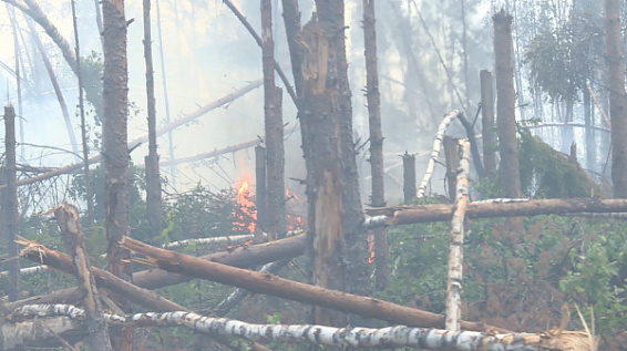 В Костромской области произошел первый лесной пожар в этом сезоне