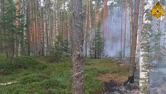 В Костромской области оперативно потушили два лесных пожара