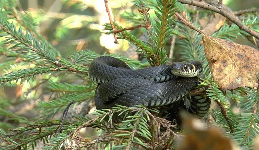 Змеи в костромских лесах греются на деревьях