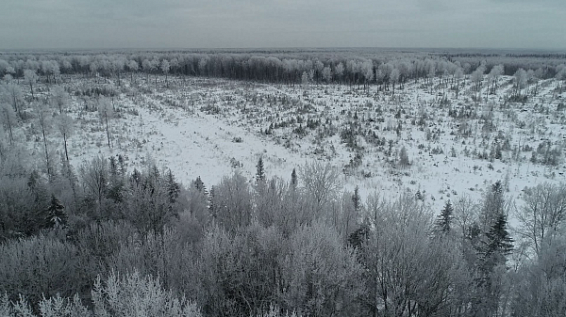 130 гектаров земли засадят в отдалённом уголке Костромской области