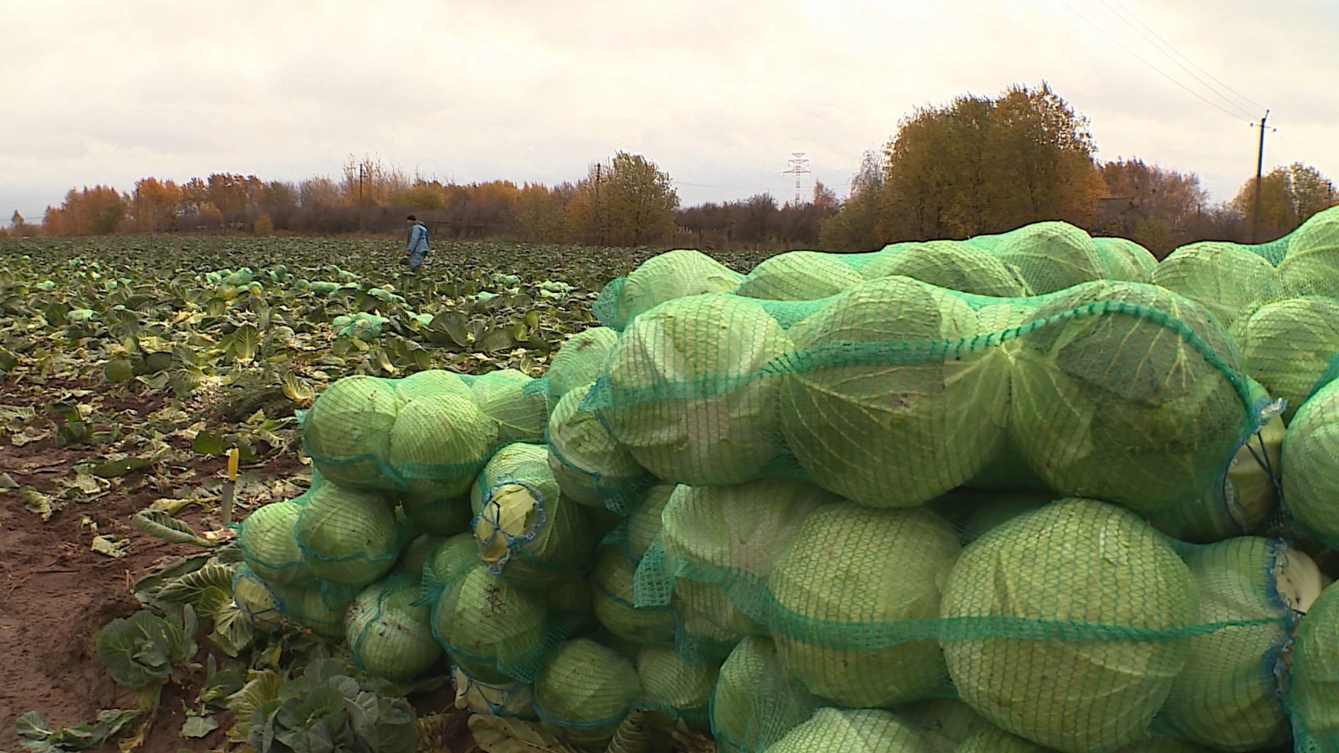 Костромские фермеры завершают уборку овощей 