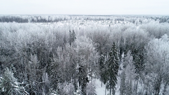 Костромские депутаты обратились в Правительство с вариантами мер поддержки лесозаготовителей