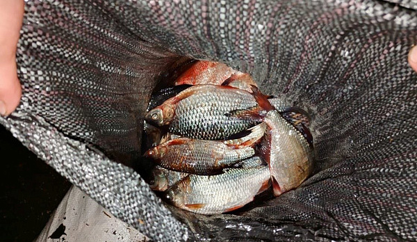 Сотрудникам ГИБДД на костромской трассе попался рыболов-браконьер