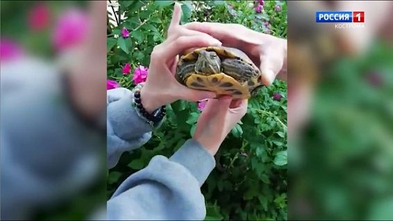 В Костроме нашли черепаху в кустах