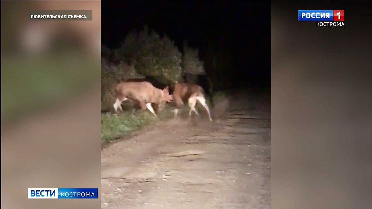 Костромские лоси устроили на шоссе драку за самку
