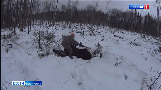 От наказания никто не уйдёт: в Костромской области усиливается борьба с браконьерами