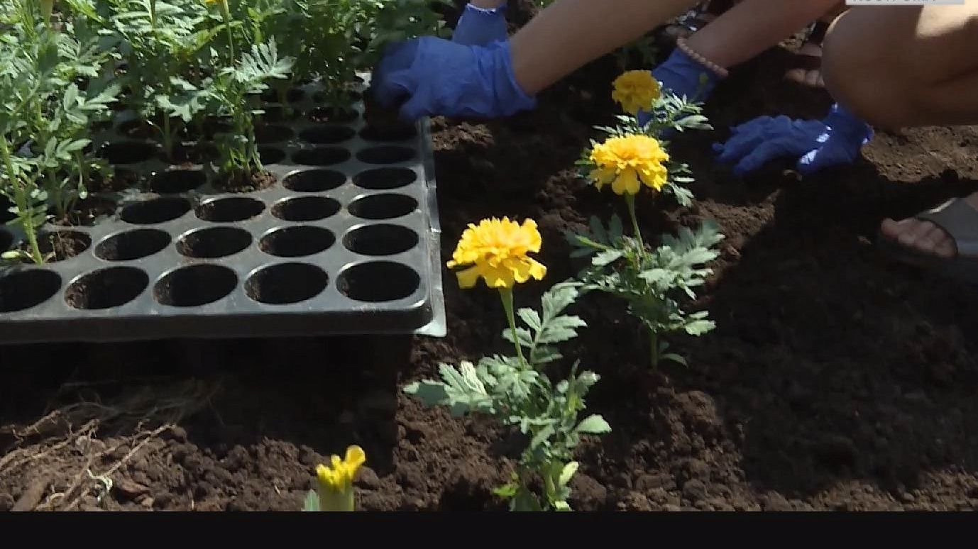 В Костроме высадили цветы на традиционную «клумбу Дружбы»