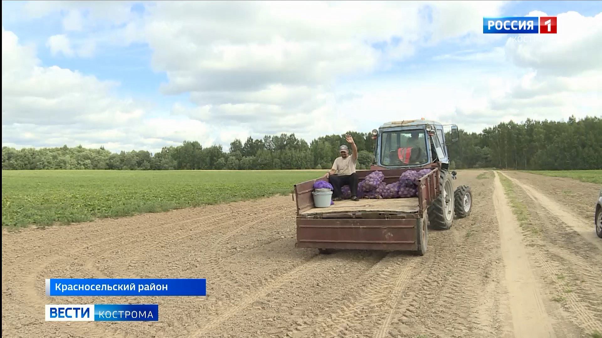 Урожай овощей в Костромской области опоздает в этом сезоне на две недели