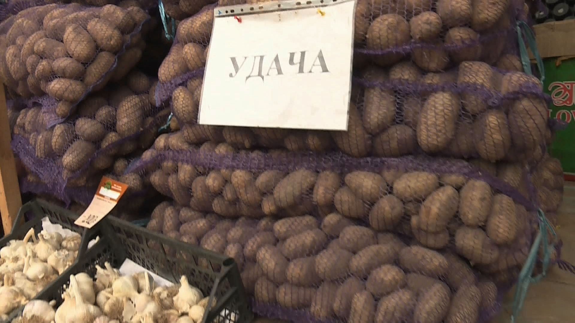 Картофель на костромских рынках заметно подешевел 