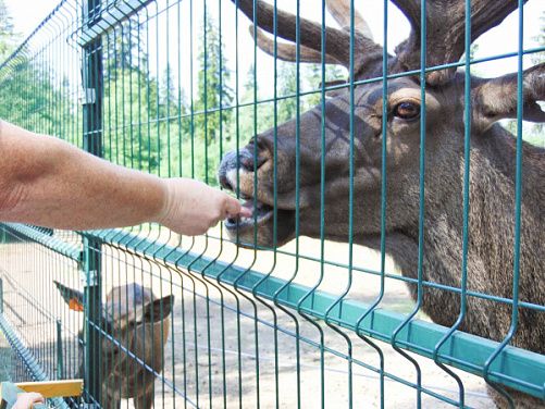 Пенсионеров приглашают бесплатно посетить Костромской зоопарк