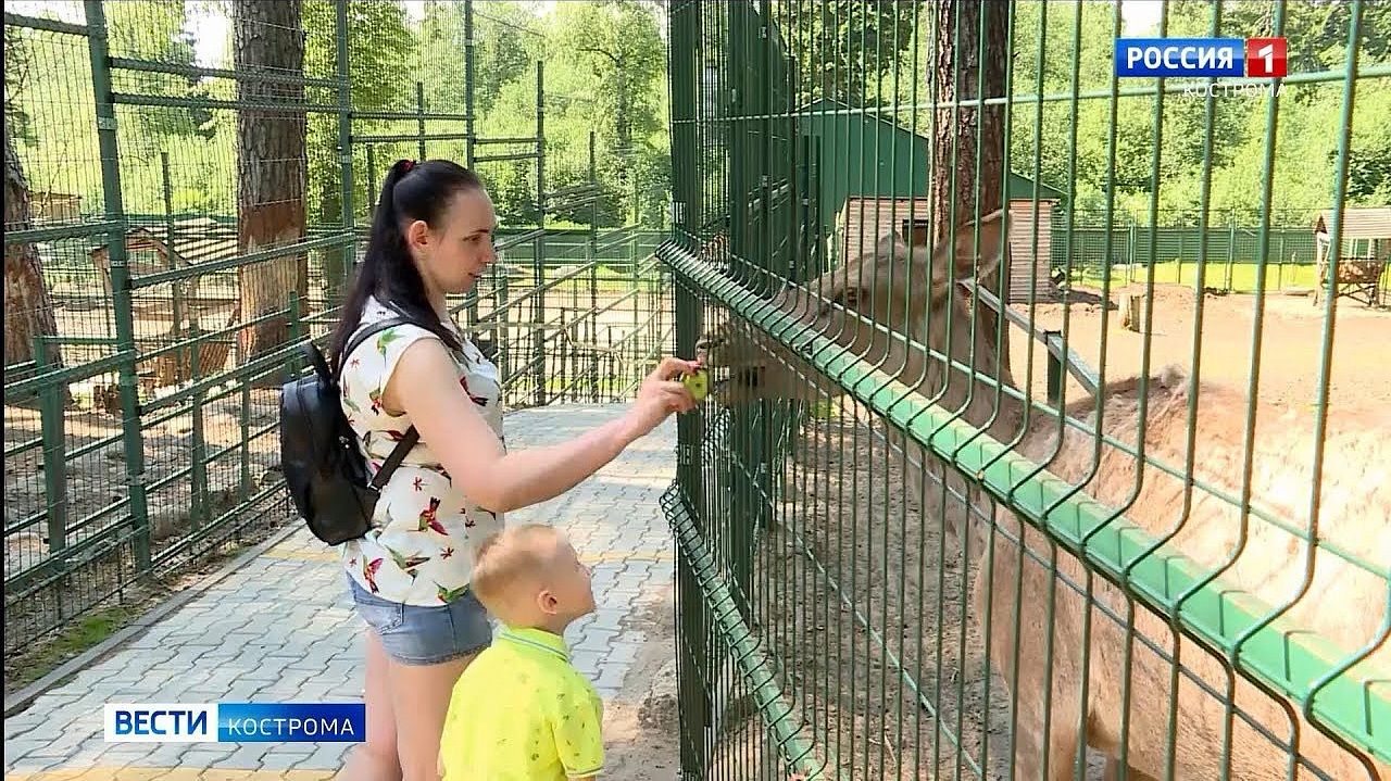 Животные из костромского зоопарка дико соскучились по людям