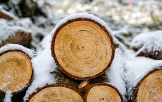 Получать льготную древесину костромичи будут по новым правилам