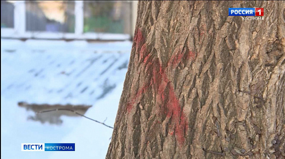 Костромичи недоумевают: в сквере ликвидировали множество деревьев