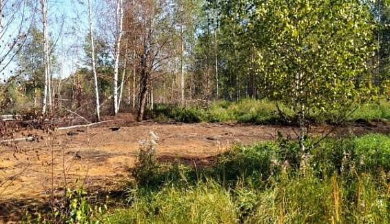 Лесной пожар в Костромской области остановили на площади в 1 гектар