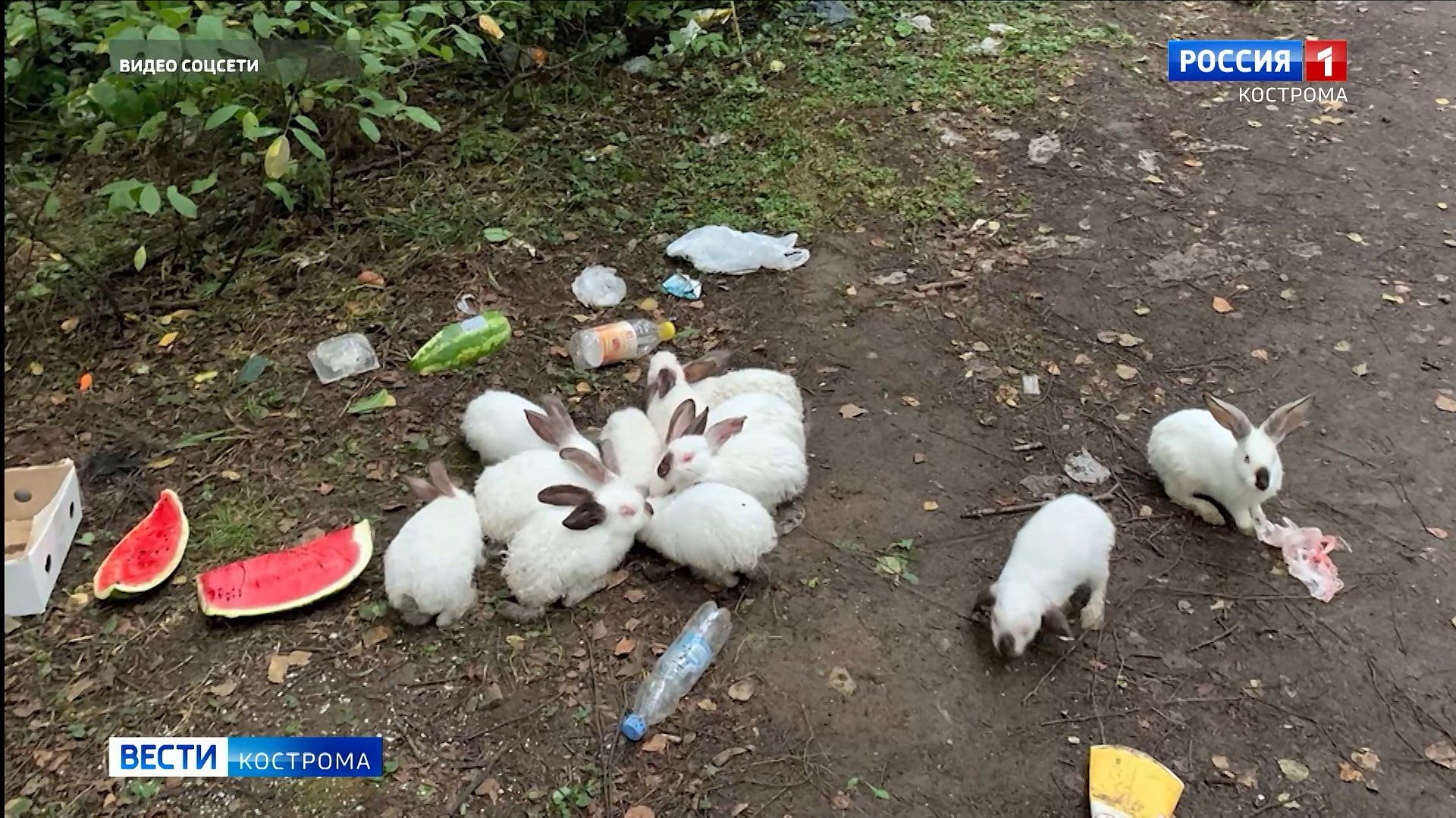 Нашествие кроликов в Костроме может быть вызвано болезнями
