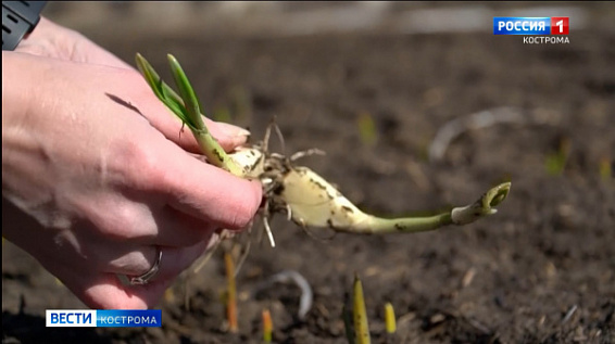 В Костромской области начали выращивать озимый чеснок в промышленных масштабах