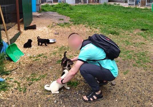 Костромской арестант во время отпуска помогал собакам из приюта