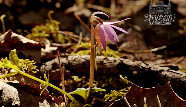 Невиданный более 80 лет цветок нашли в дремучих костромских лесах
