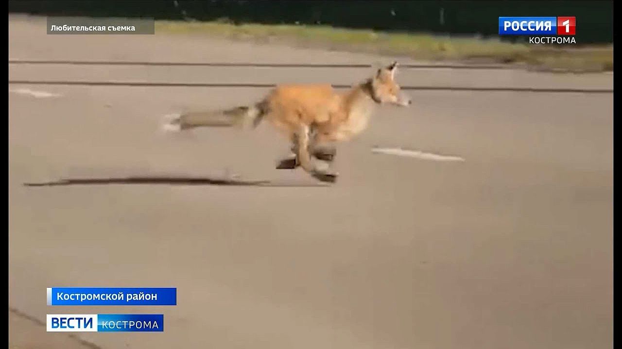 Костромичке пришлось отбиваться палкой от нападающей лисы 