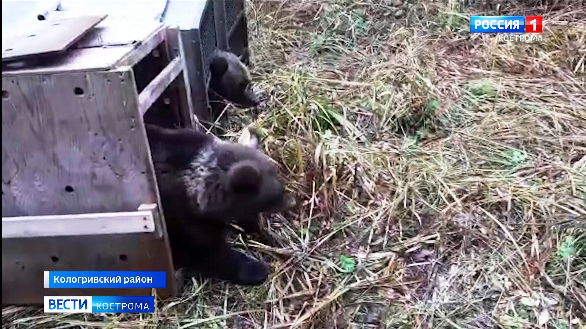 Спасённые лесорубами костромские медвежата вернулись в родные леса