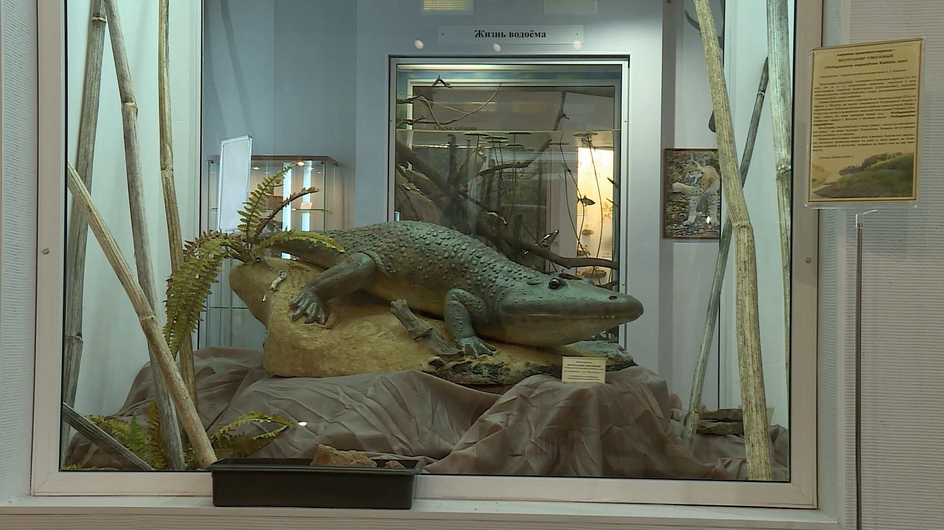 В Костромском музее-заповеднике открылась выставка, посвященная Ветлугазавру