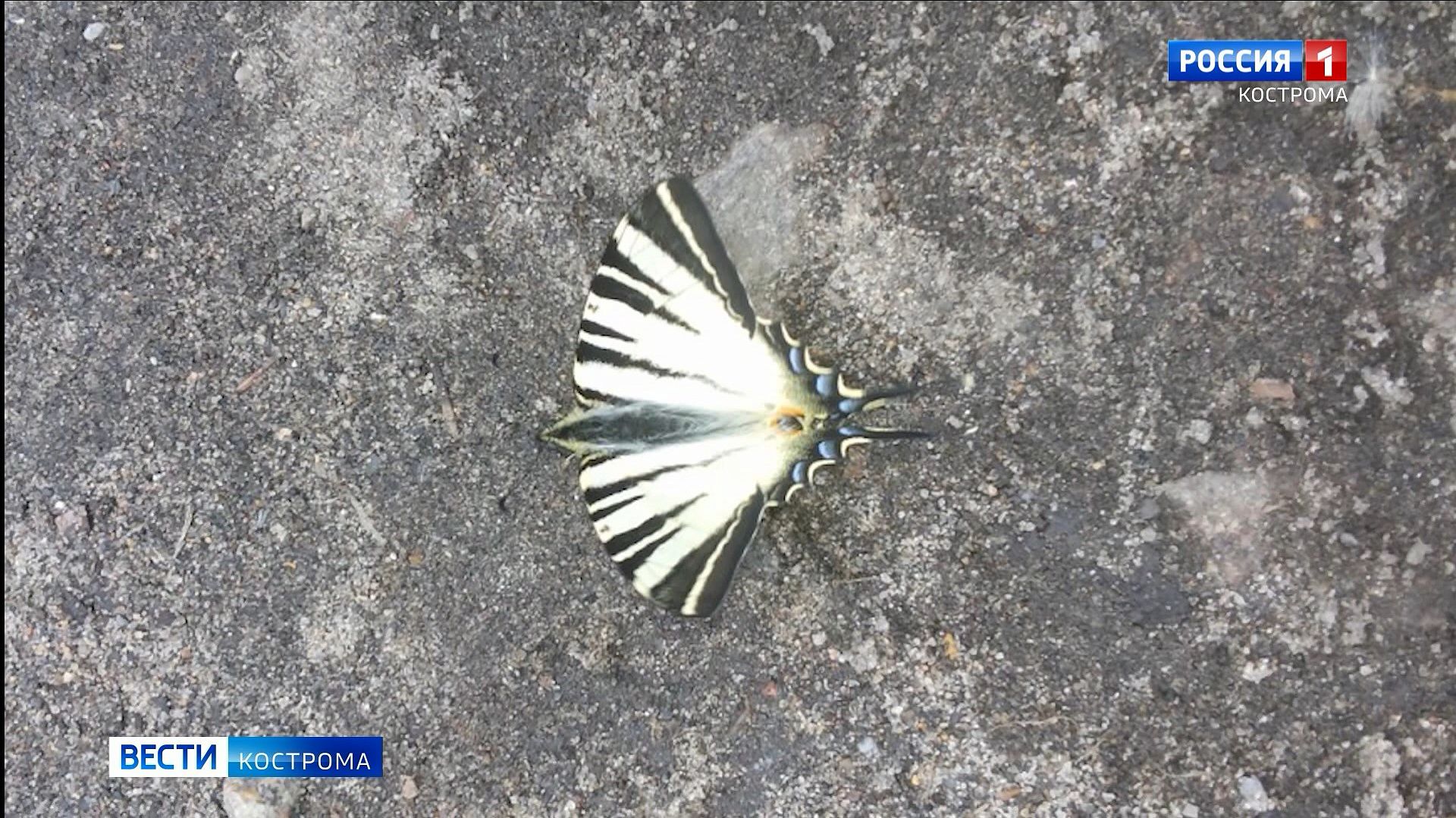 В объектив костромского фотографа попалась редчайшая бабочка