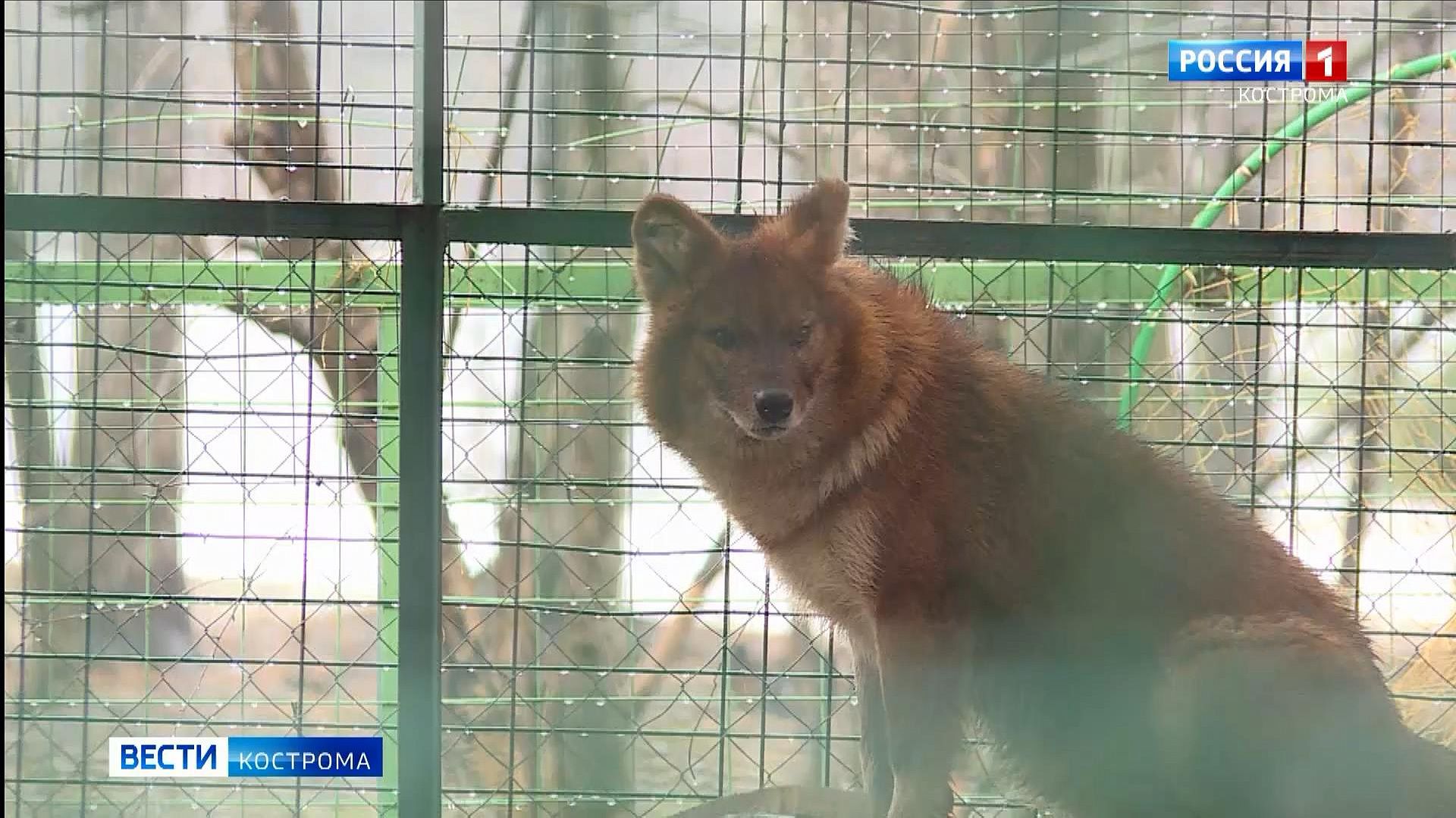 В Костромском зоопарке появились редкие красные волки