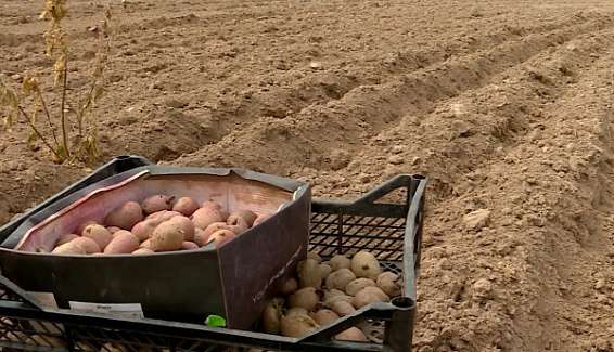 Ещё два костромских сельхозпредприятия расширят площади под посадку картофеля
