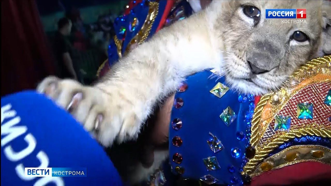 В передвижном цирке в Костроме родилась львица