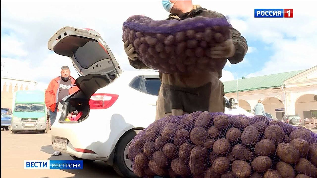 Костромичи активно закупаются впрок картошкой