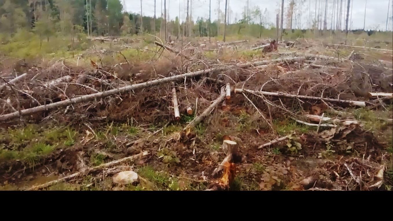 В восьми районах Костромской области объявлен лесной карантин | ГТРК  «Кострома»