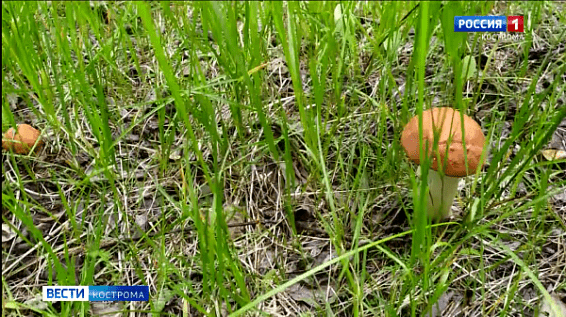 Жители Костромской области начали собирать первые грибы