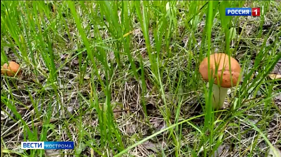 Жители Костромской области начали собирать первые грибы