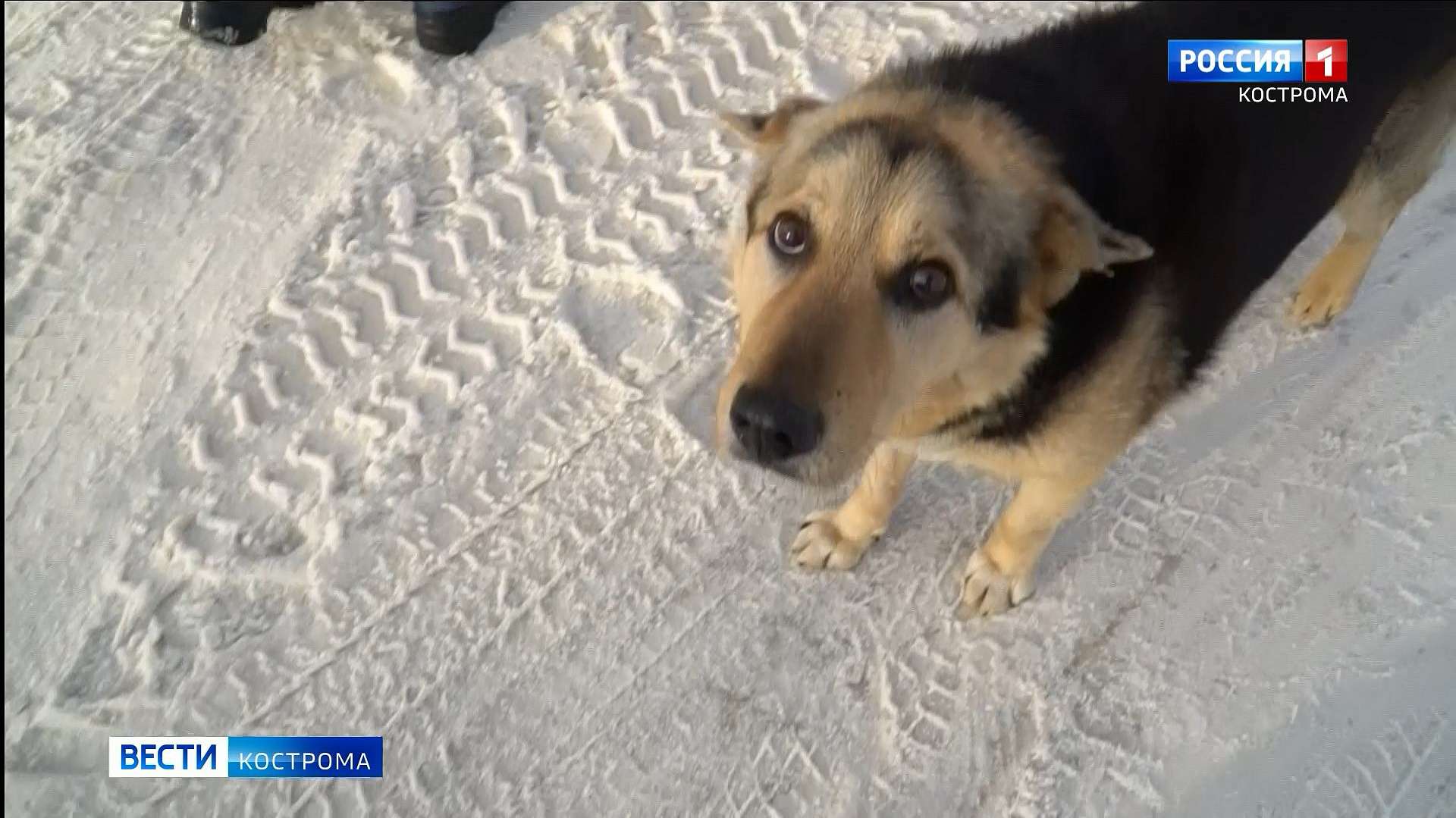 Центр передержки животных в Костроме увеличит количество собакомест