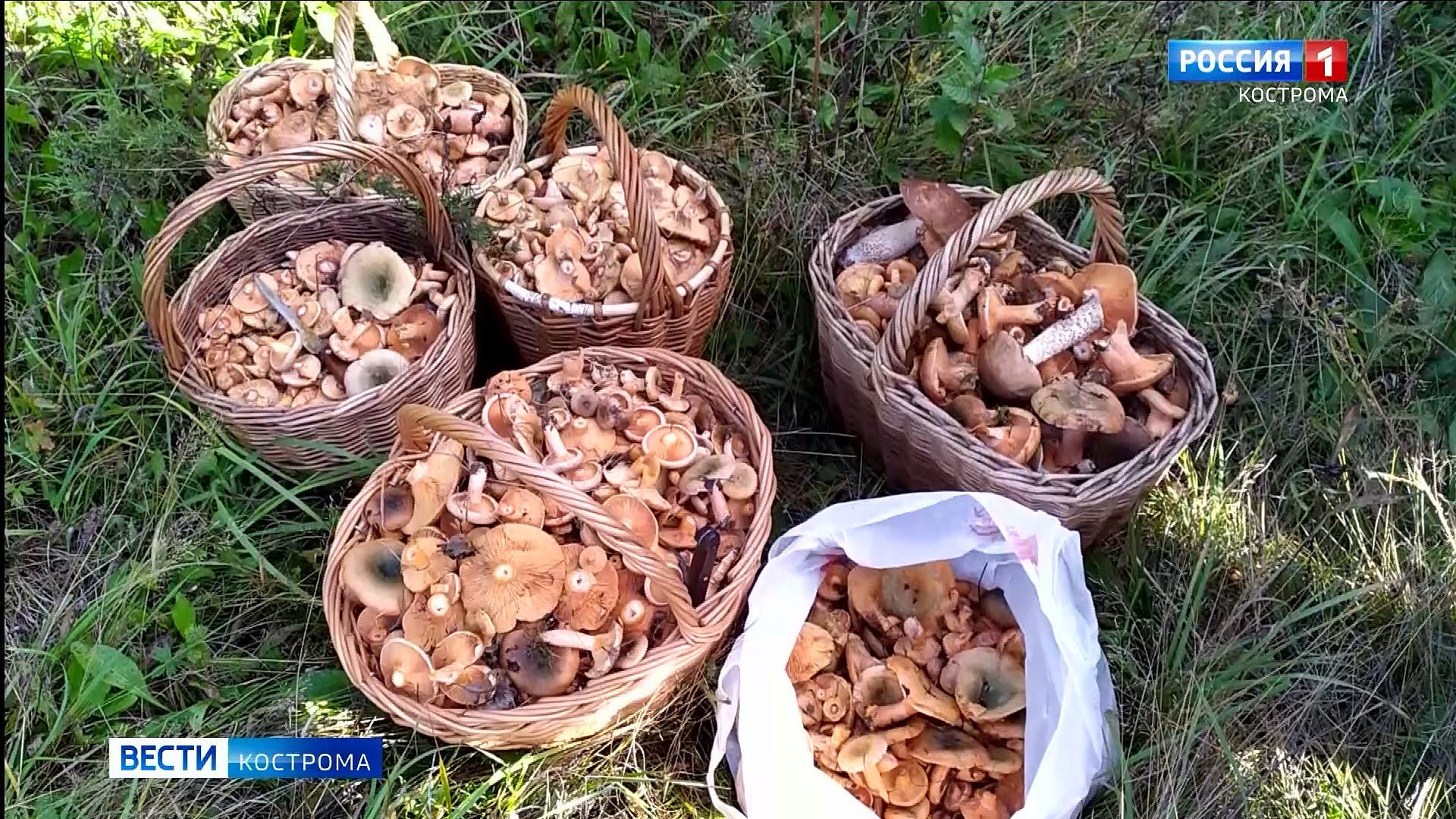Небывалый урожай рыжиков собирают грибники под Костромой