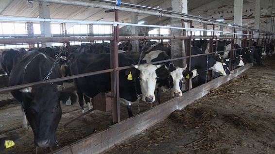 Костромские производители и переработчики молока смогут заключать с покупателями долгосрочные договоры 