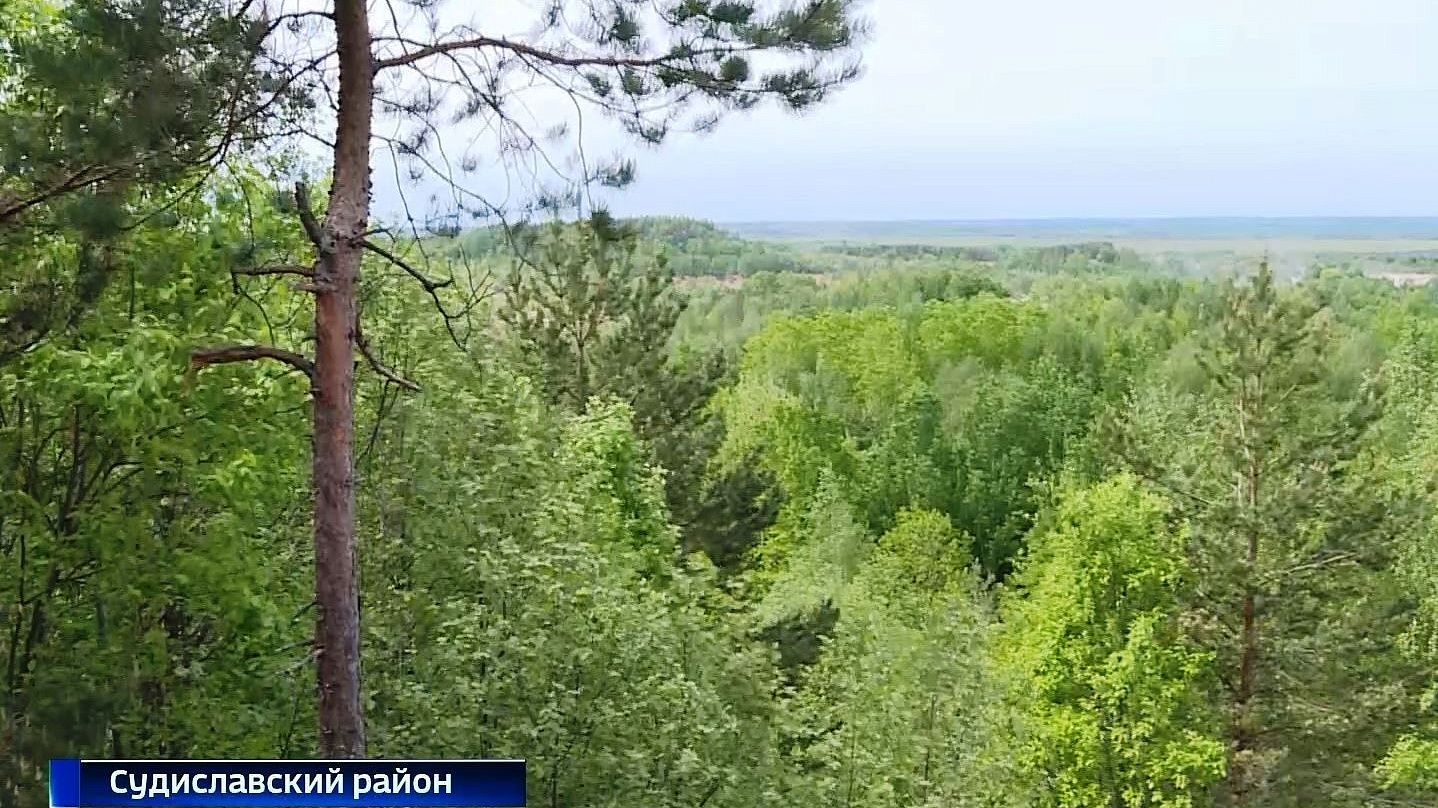 Так растят «лёгкие региона»: в Костромской области продолжается лесовосстановительная кампания