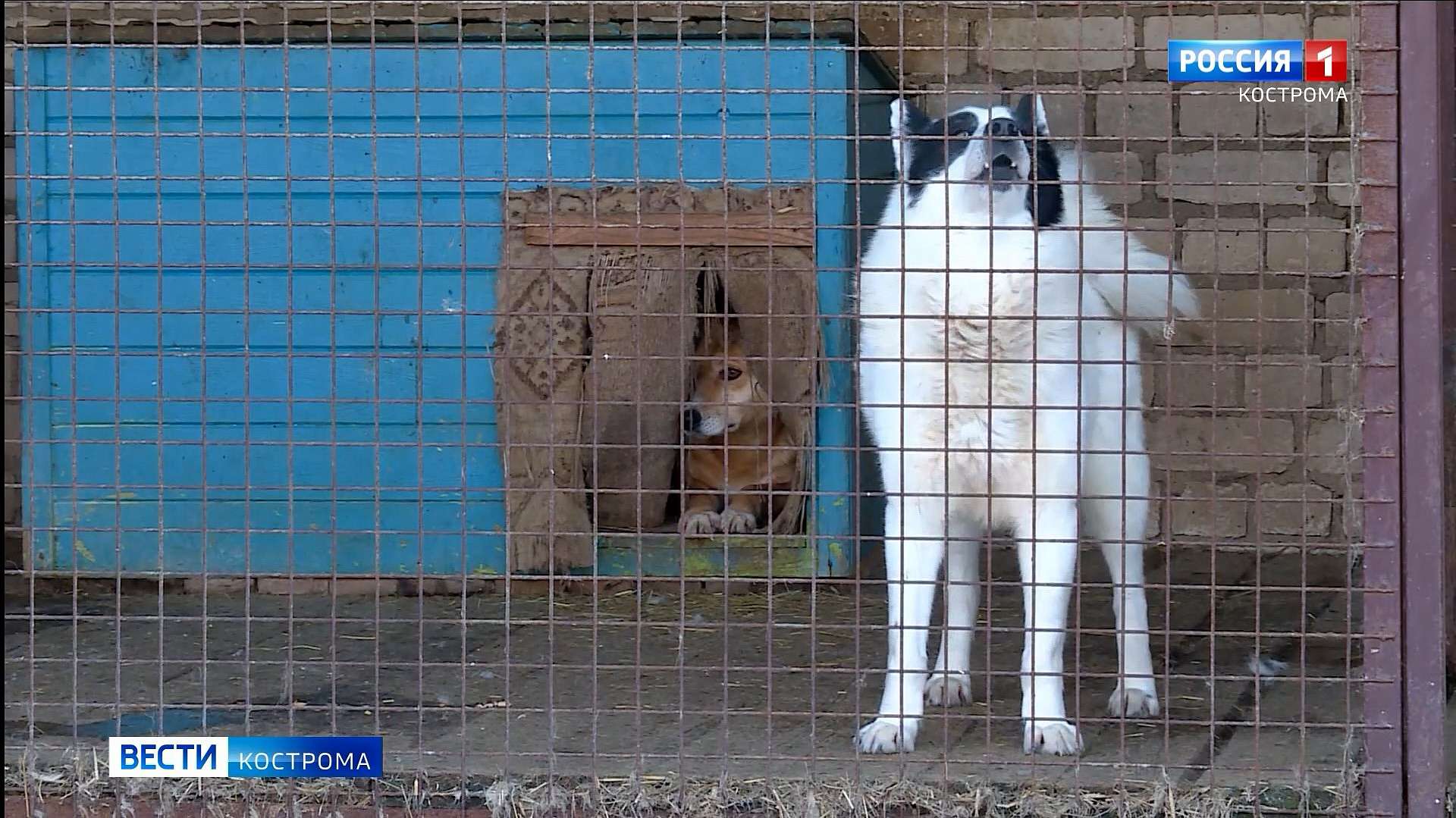 Для брошенных собак и кошек в Костроме на деньги из казны купили большой  холодильник | 28.02.2022 | Кострома - БезФормата