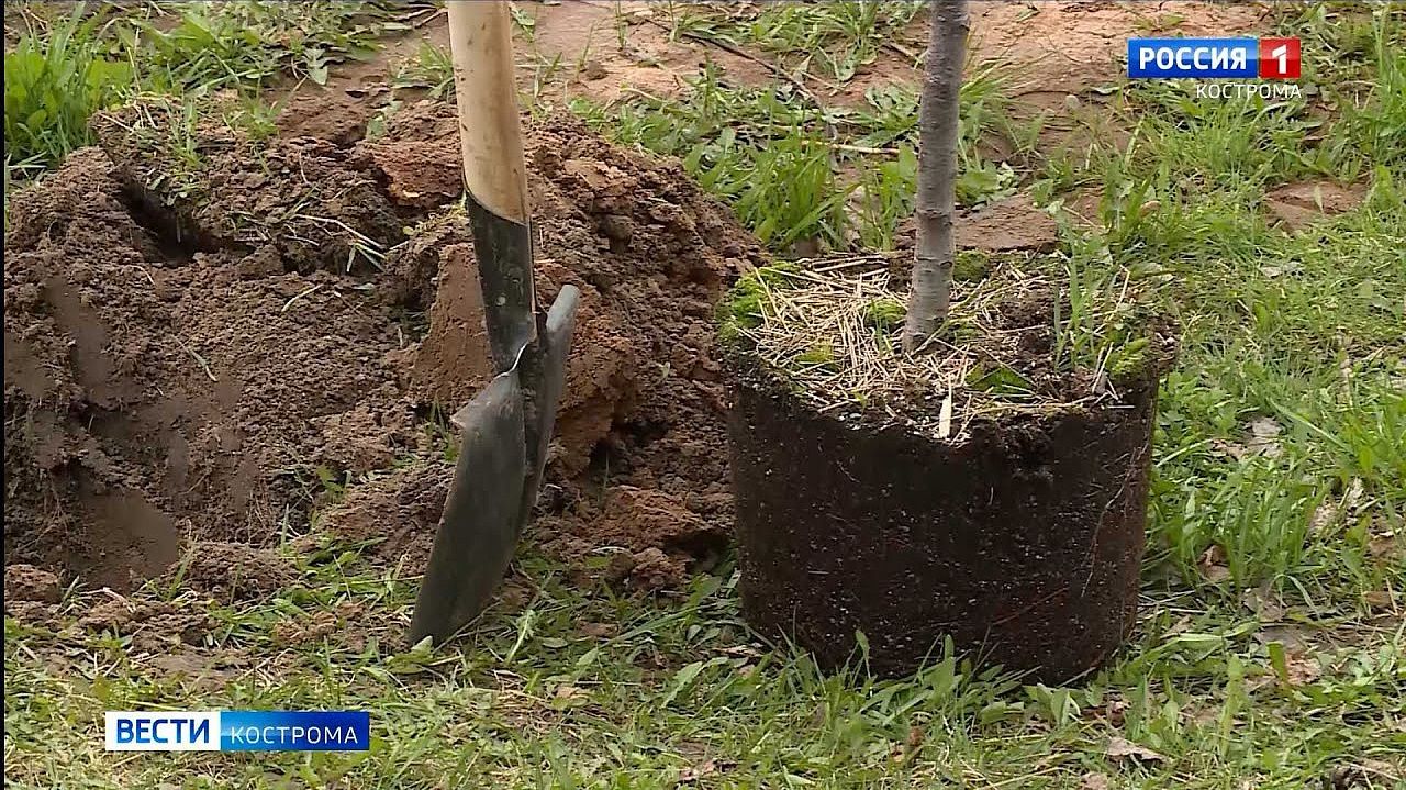 В память о павших бойцах в костромском Парке Победы посадили деревья рябины