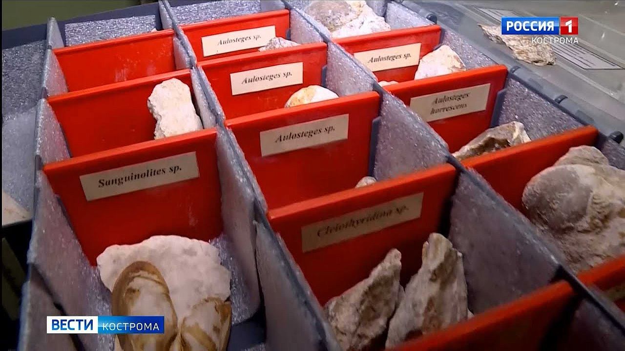 Ученые нашли останки животных, населявших костромской край до динозавров