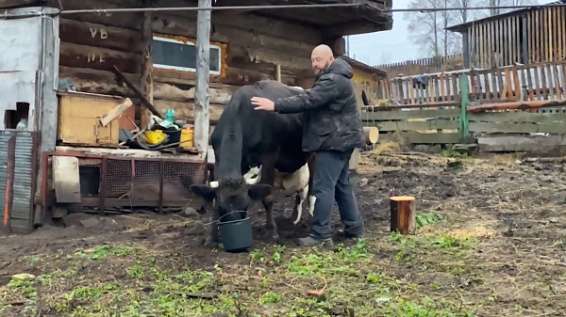 Соцконтракт помог семье из костромской глубинки обзавестись коровьей четой