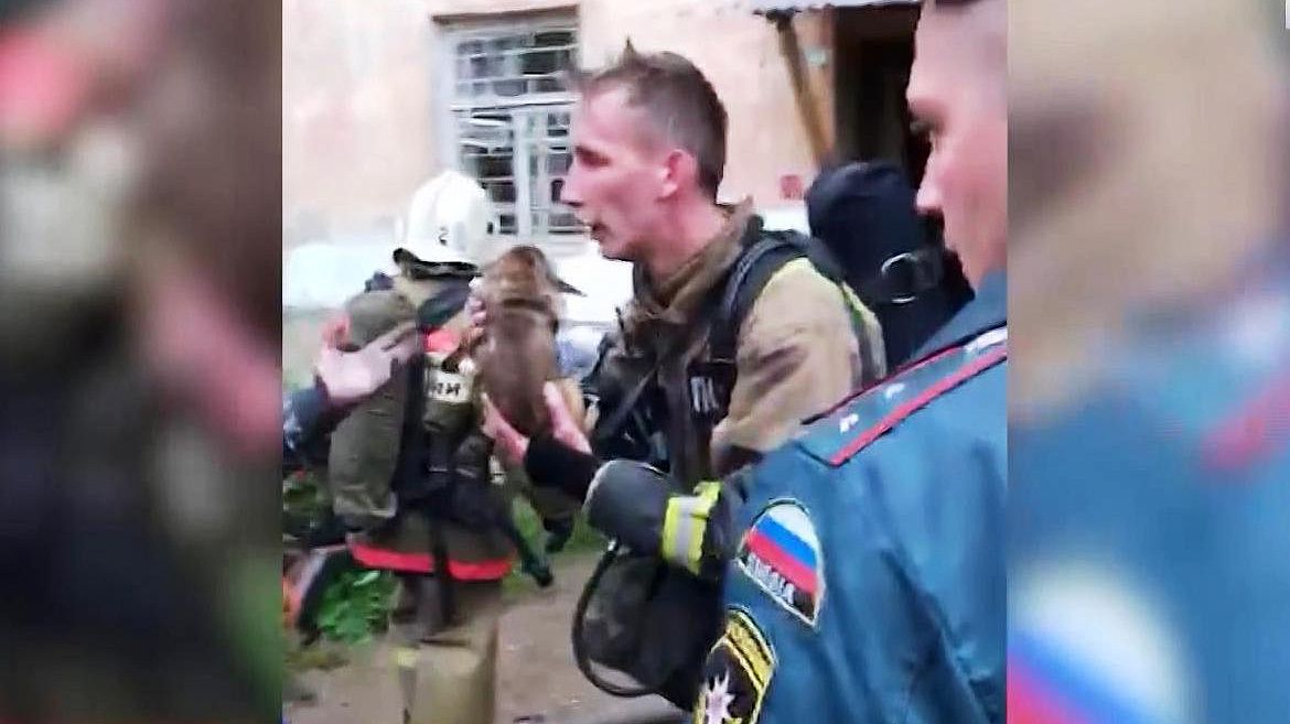 Костромские пожарные рассказали, как спасали из огня кошек и собак